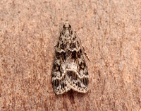 63.074 BF1344 Eudonia mercurella