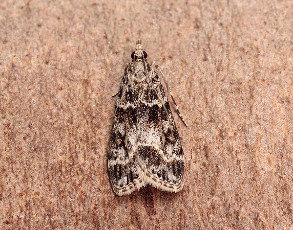 63.074 BF1344 Eudonia mercurella