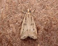 63.075 BF1336 Eudonia pallida