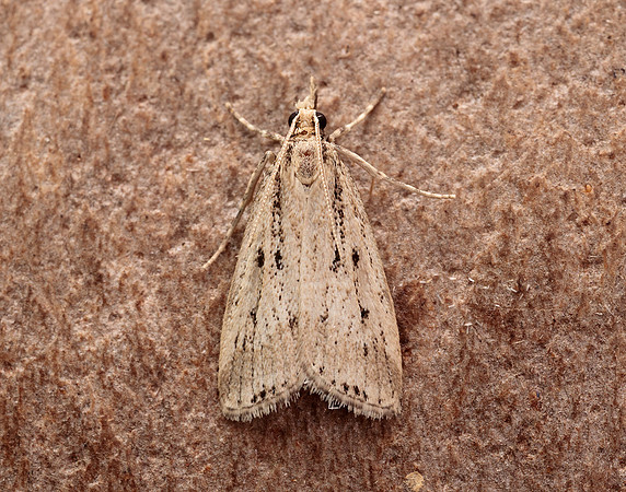 63.075 BF1336 Eudonia pallida