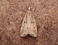 63.075 BF1336 Eudonia pallida