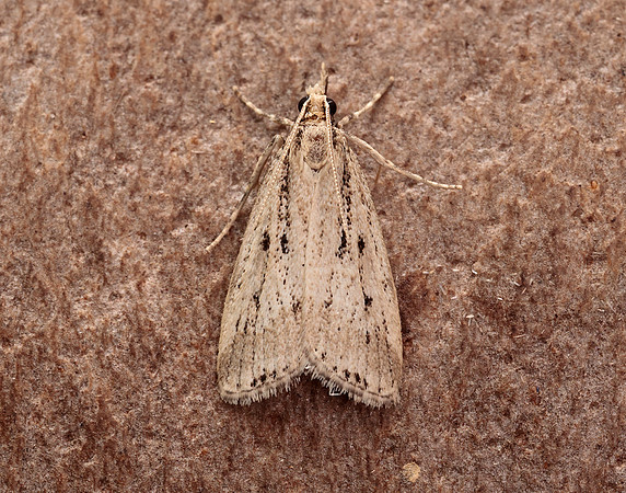 63.075 BF1336 Eudonia pallida