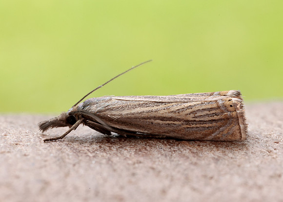 63.080 BF1293 Chrysoteuchia culmella