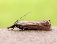 63.080 BF1293 Chrysoteuchia culmella