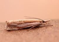 63.083 BF1297 Crambus uliginosellus