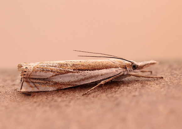 63.083 BF1297 Crambus uliginosellus