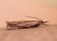 63.083 BF1297 Crambus uliginosellus
