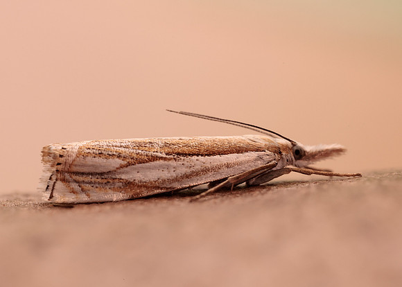 63.083 BF1297 Crambus uliginosellus