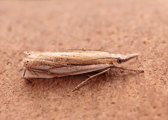 63.083 BF1297 Crambus uliginosellus