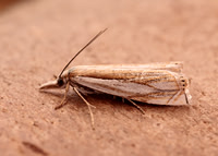 63.083 BF1297 Crambus uliginosellus