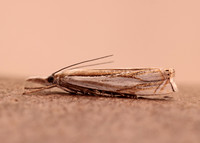 63.083 BF1297 Crambus uliginosellus