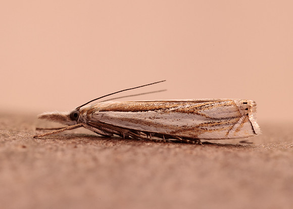 63.083 BF1297 Crambus uliginosellus