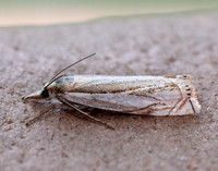 63.083 BF1297 Crambus uliginosellus