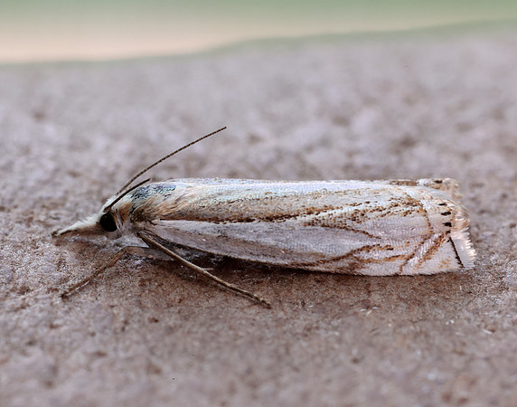 63.083 BF1297 Crambus uliginosellus