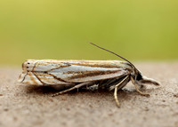 63.086 BF1301 Crambus lathoniellus