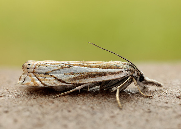 63.086 BF1301 Crambus lathoniellus