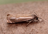 63.086 BF1301 Crambus lathoniellus