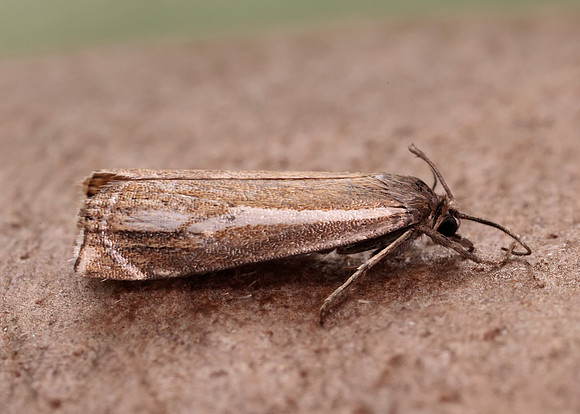 63.086 BF1301 Crambus lathoniellus