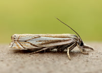 63.086 BF1301 Crambus lathoniellus