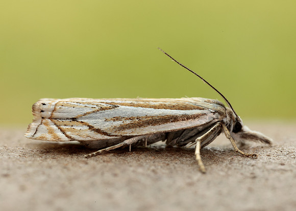 63.086 BF1301 Crambus lathoniellus