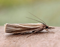 63.088 BF1302 Crambus perlella