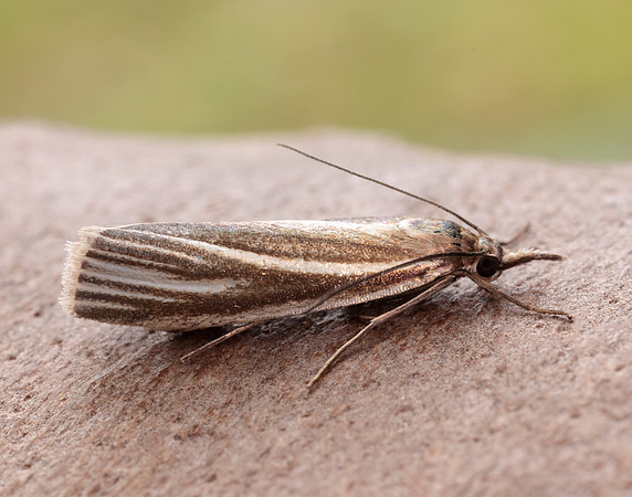 63.088 BF1302 Crambus perlella