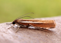 63.089 BF1305 Agriphila tristella