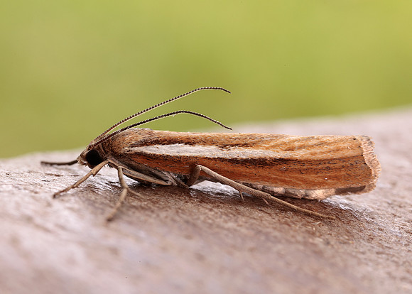 63.089 BF1305 Agriphila tristella