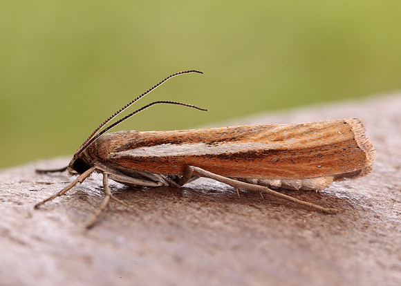 63.089 BF1305 Agriphila tristella