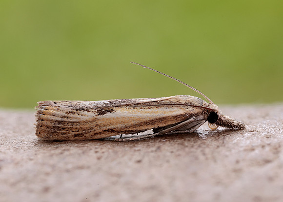 63.090 BF1306 Agriphila inquinatella