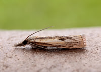 63.090 BF1306 Agriphila inquinatella