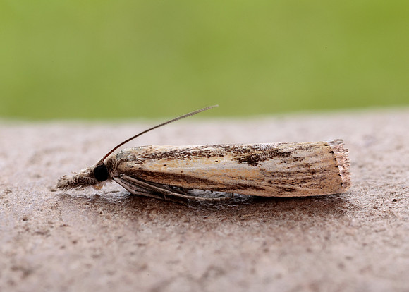 63.090 BF1306 Agriphila inquinatella