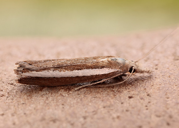 63.091 BF1307 Agriphila latistria