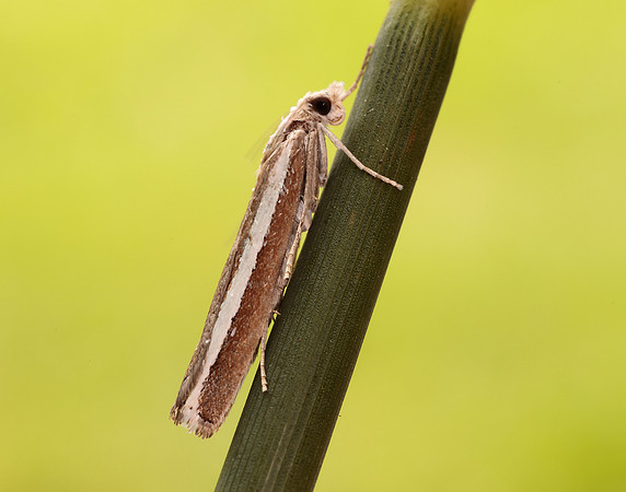 63.091 BF1307 Agriphila latistria