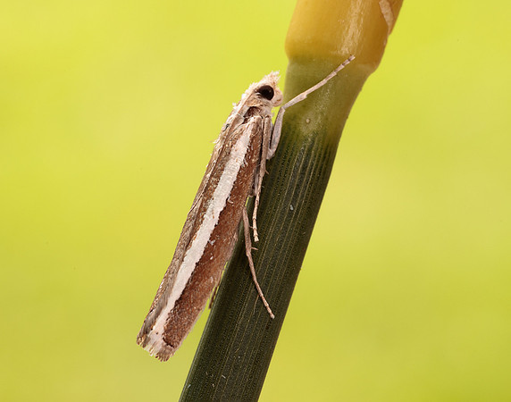 63.091 BF1307 Agriphila latistria
