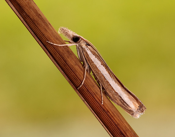 63.091 BF1307 Agriphila latistria