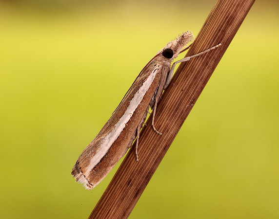63.091 BF1307 Agriphila latistria