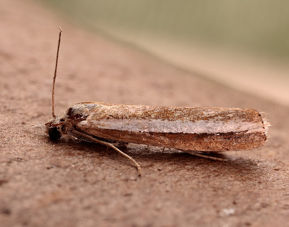 63.091 BF1307 Agriphila latistria