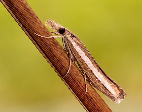 63.091 BF1307 Agriphila latistria