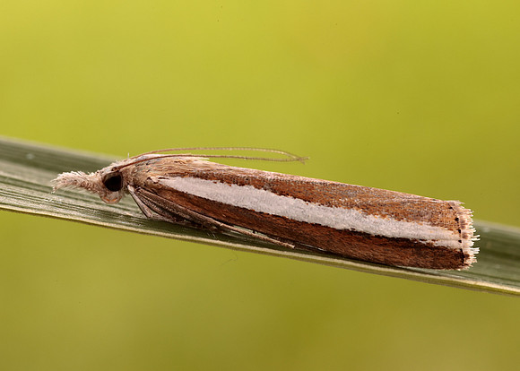 63.091 BF1307 Agriphila latistria