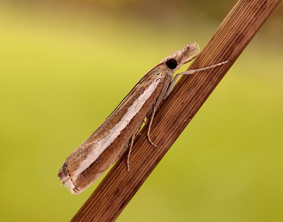 63.091 BF1307 Agriphila latistria