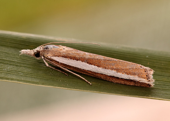 63.091 BF1307 Agriphila latistria