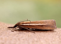 63.092 BF1303 Agriphila selasella