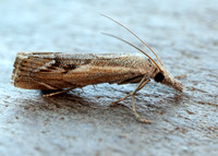 63.095 BF1309 Agriphila geniculea