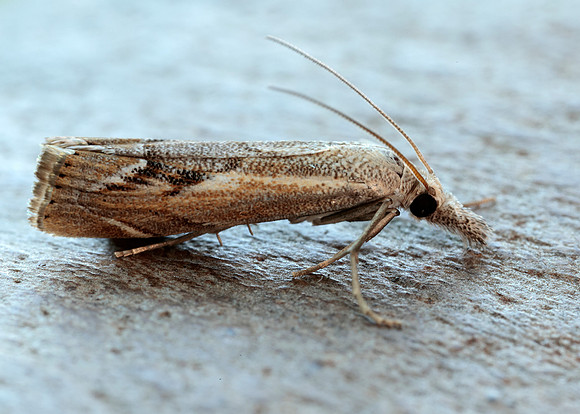 63.095 BF1309 Agriphila geniculea
