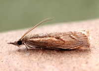 63.095 BF1309 Agriphila geniculea