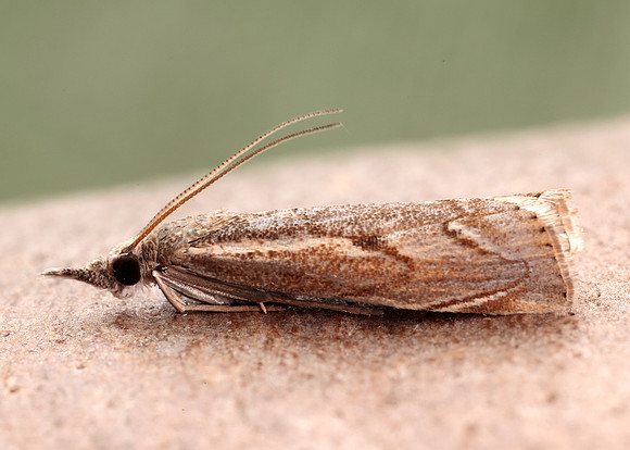 63.095 BF1309 Agriphila geniculea