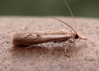 63.095 BF1309 Agriphila geniculea