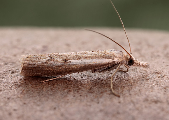 63.095 BF1309 Agriphila geniculea
