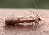 63.095 BF1309 Agriphila geniculea